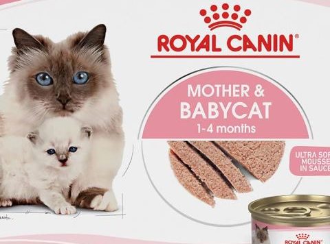 Bundle of Royal Canin Feline Health Nutrition Kitten Thin Slices in Gravy Canned Cat Food, 3 Oz Can, Pack of 24 + Royal Canin Feline Health Nutrition Kitten Canned Cat Food 24 Count (Pack of 1)